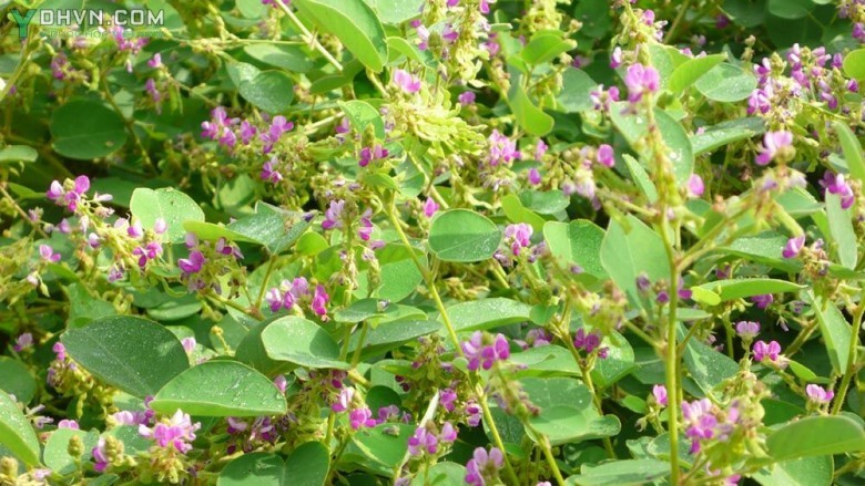 Cây Vẩy rồng, Cây mắt trâu, Kim tiền thảo - Desmodium styracifolium (Osb.) Merr., thuộc họ Ðậu - Fabaceae.