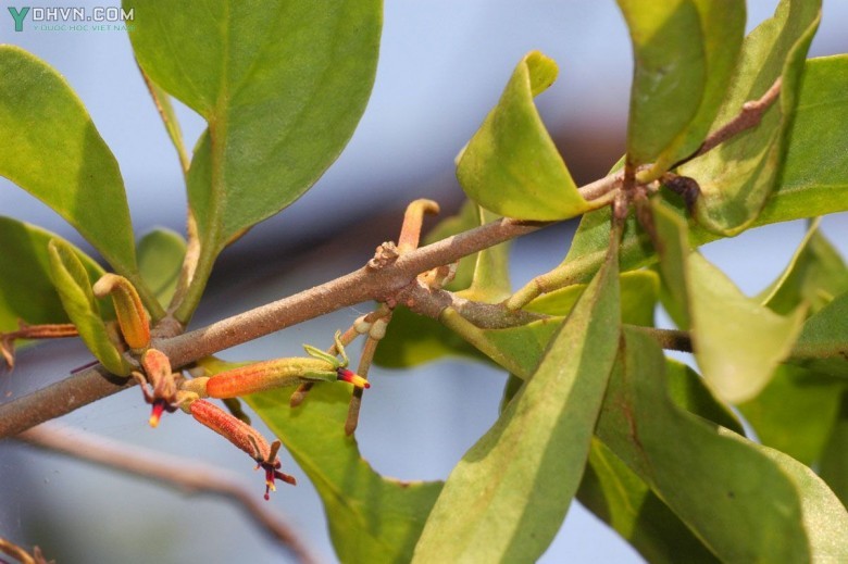 Tầm gửi quả chùy, Mộc vệ ký sinh - Scurrula parasitica L. (Loranthus parasiticus (L.) Merr., Taxillus parasitica (L.) Ban), thuộc họ Tầm gửi - Loranthaceae.