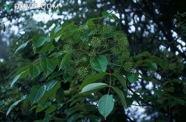 Thạch giáp sâm, Thạch giáp phong, Ngũ diệp sâm - Pentapanax fragrans (D. Don) Ha (P. leschenaultii (DC.) Seem.), thuộc họ Nhân sâm - Araliaceae.