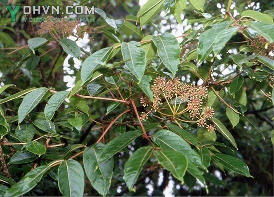 Tham khảo thêm hình ảnh cây Thạch giáp sâm