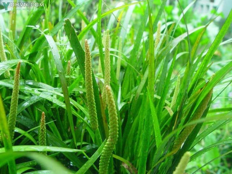 Cây Thủy xương bồ, Xương bồ, Bạch bồ - Acorus calamus L., thuộc họ Ráy - Araceae.