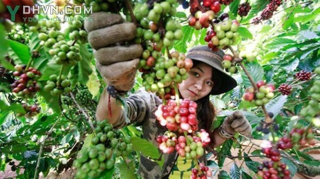 Cây Cà phê, Cà phê chè hay Cà phê Arabica - Coffea arabica L., thuộc họ Cà phê - Rubiaceae.