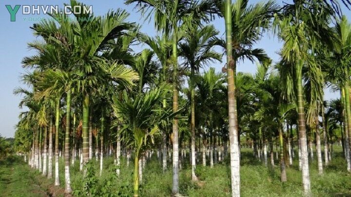Cây Cau - Areca catechu L., thuộc họ Cau - Arecaceae.