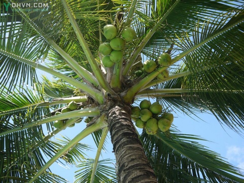 Cây Dừa -Cocos nucifera L., thuộc họ Cau - Arecaceae.