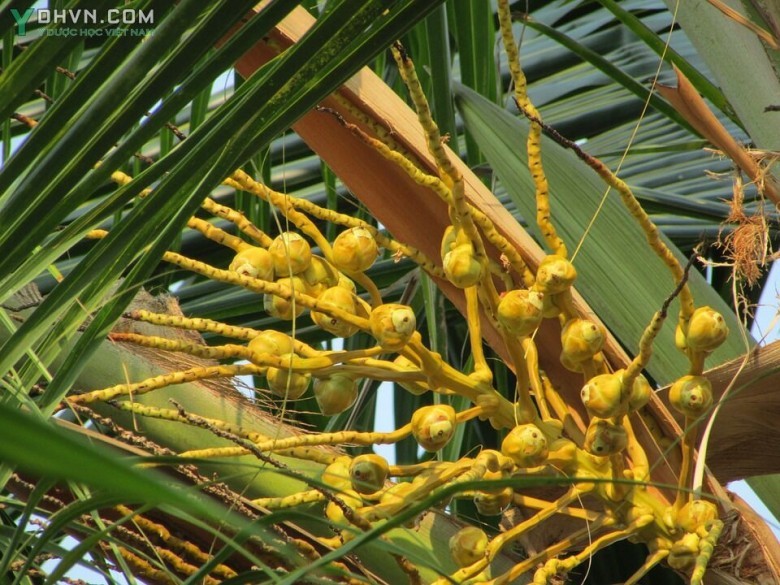 Hoa dừa