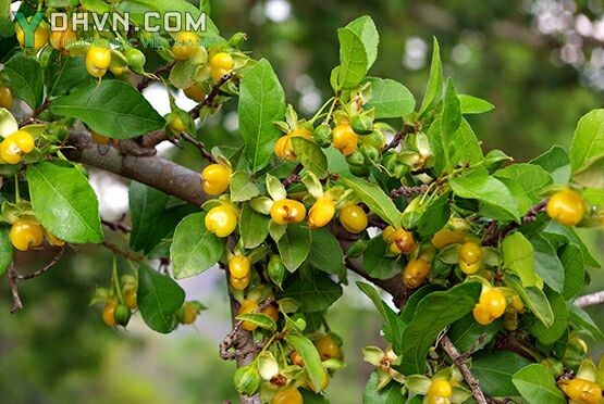 Cây Duối hay Ruối, Duối nhám- Streblus asper Lour., thuộc họ Dâu tằm - Moraceae.