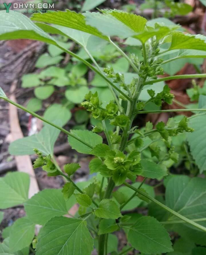 Cây Tai tượng xanh hay Tai tượng ấn - Acalypha indica L., thuộc họ Thầu dầu - Euphorbiaceae.