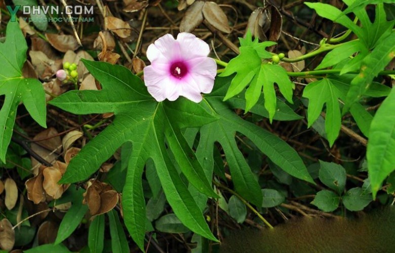 Cây Tầm sét, Khoai xiêm, Bìm bìm xẻ ngón, Bìm tay - Ipomoea digitata L., thuộc họ Khoai lang - Convolvulaceae.