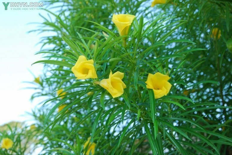 Cây Thông thiên - Thevetia peruviana (Pars.) K. Schum, thuộc họ Trúc đào - Apocynaceae.