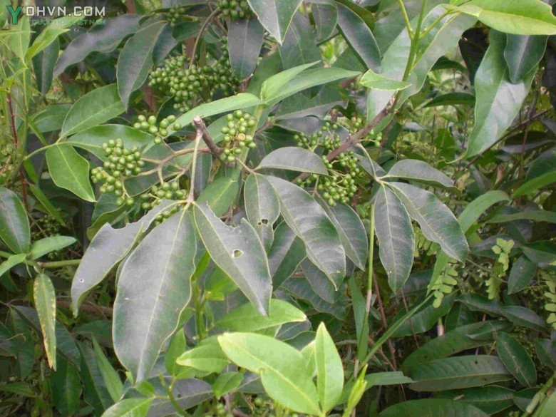 Cây Ba chạc. Chè đắng. Chè cỏ. Cây dầu dầu - Euodia lepta (Spreing) Merr, thuộc họ Cam - Rutaceae.
