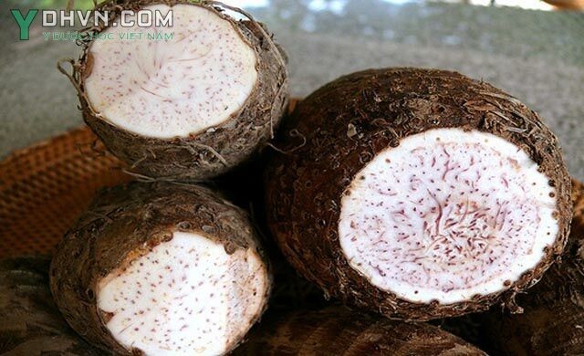 Cây Khoai sọ, Khoai môn - Colocasia antiquorum Schott (C. esculenta Schott, var. antiquorum (Schott) Hubb.), thuộc họ Ráy - Araceae.