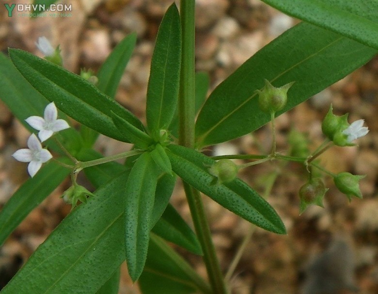 Cây Lưỡi rắn, Bòi ngòi ngù, Vỏ chu - Hedyotis corymbosa (L.) Lam; thuộc họ Cà phê - Rubiaceae.