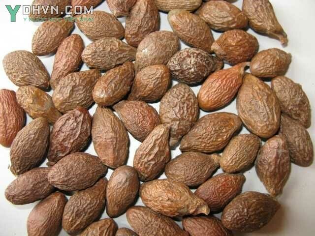 Cây Lười ươi - Scaphium lychnophorum (Hance) Kost. (Sterculia lychnophora Hance), thuộc họ Trôm - Sterculiaceae.