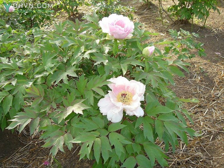 Cây Mẫu đơn - Paeonia suffruticosa Andr., thuộc họ Mẫu đơn - Paeoniaceae.