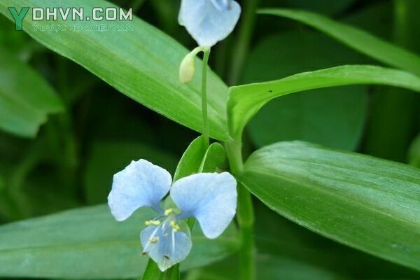 Hình ảnh nhận biết đúng cây Thài lài trắng, Rau trai - Commelina diffusa Burm
