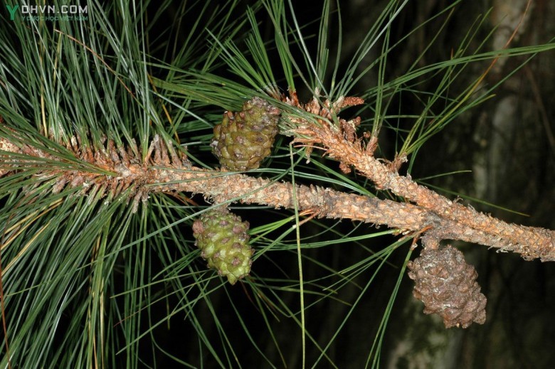 Cây Thông ba lá, Ngo - Pinus kesiya Royle ex Gordon (P. khasya Hook. f.) thuộc họ Thông - Pinaceae.