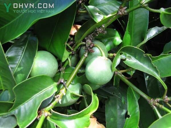 Hình ảnh tham khảo thêm về cây Đằng hoàng