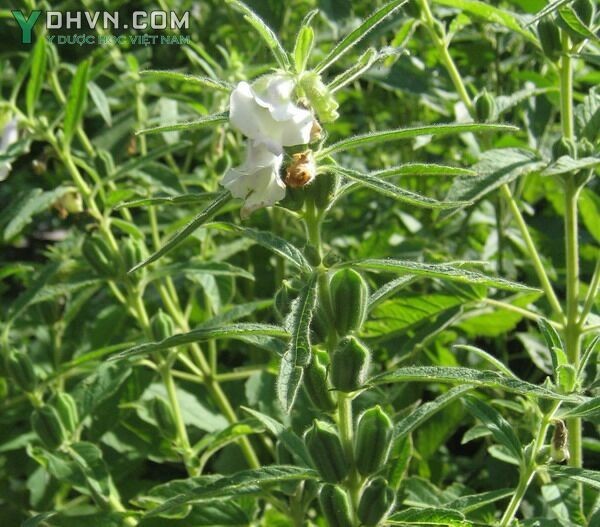 Cây Vừng, Mè - Sesamum indicum L., thuộc họ Vừng - Pedaliaceae.
