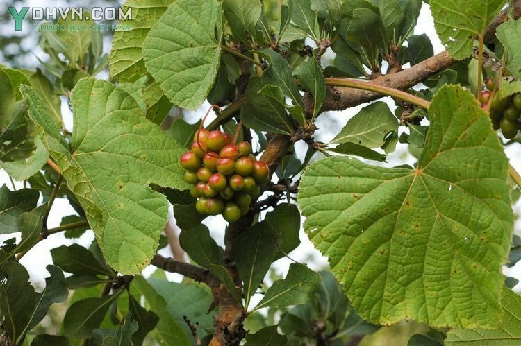 Cây Nho rừng, Hồ nho nhện - Ampelocissus arachnoidea Planch., thuộc họ Nho - Vitaceae.
