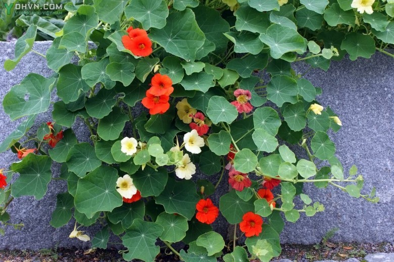 Cây Sen cạn - Tropaeolum majus L., thuộc họ Sen cạn - Tropaeolaceae.