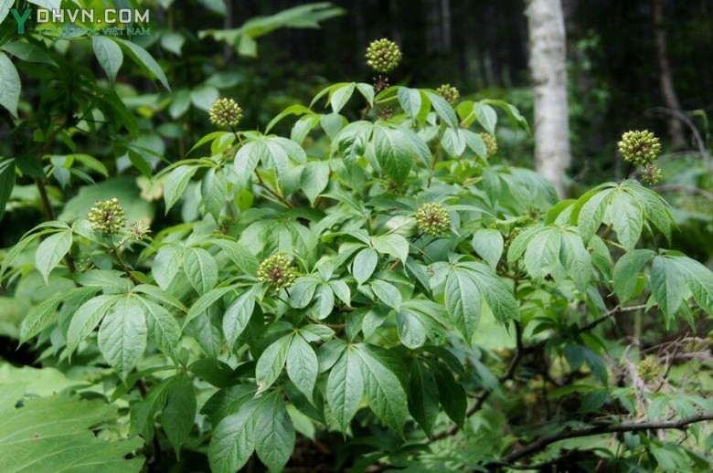Ngũ gia gai - Acanthopanax senticosus (Rupr. et Maxim.) Harms (Eleutherococcus senticosus (Rupr. et Maxim.) Maxim.), thuộc họ Nhân sâm - Araliaceae.