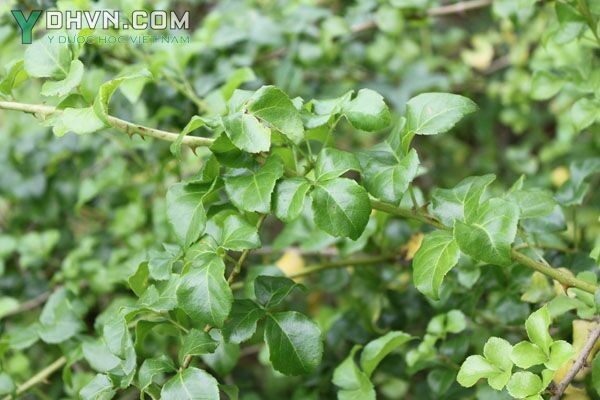 Cây Ngũ gia hương - Acanthopanax trifoliatus (L.) Merr., thuộc họ Nhân sâm - Araliaceae.
