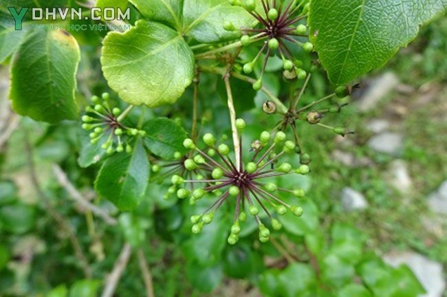 Tham khảo thêm hình ảnh 