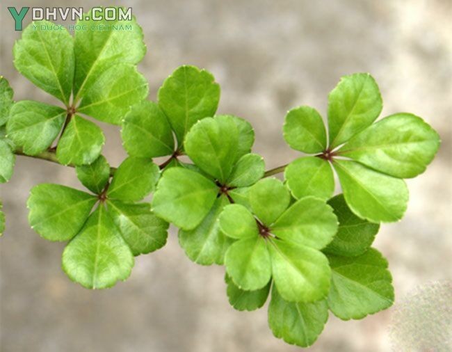 Ngũ gia hương - Acanthopanax trifoliatus Ảnh cây tại Việt Nam