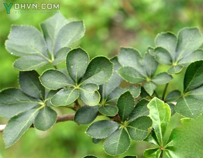 Ngũ gia hương - Acanthopanax trifoliatus Ảnh cây tại Việt Nam