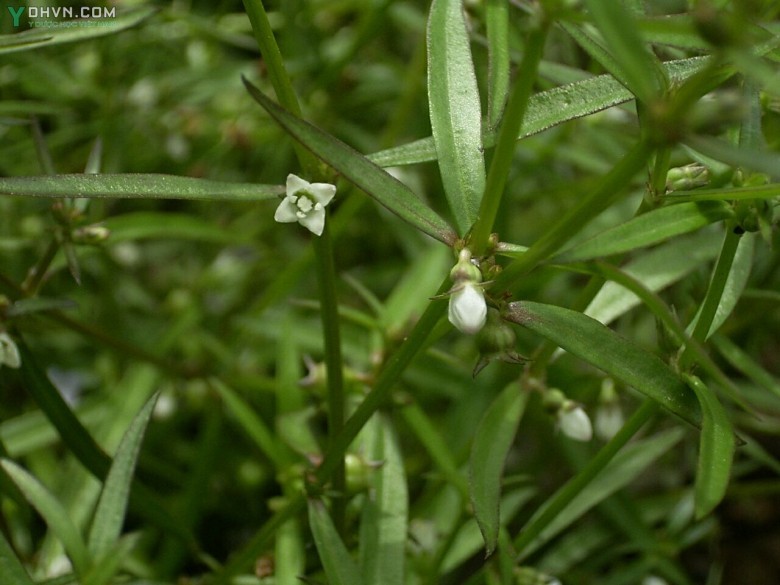Cây Lưỡi rắn trắng, Bòi ngòi bò - Hedyotis diffusa Willd; thuộc họ Cà phê - Rubiaceae.