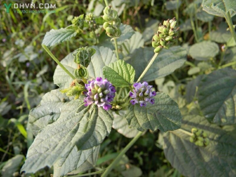 Cây Phá cố chỉ, Bổ cốt chi, Ðậu miêu - Psoralea corylifolia L., thuộc họ Ðậu - Fabaceae.