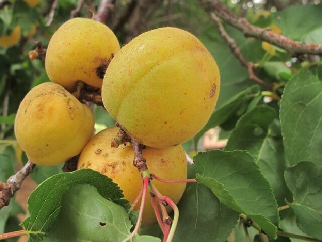 Cây Mơ - Prunus armeniaca L. (Armeniaca vulgaris Lam.), thuộc họ Hoa hồng - Rosaceae.