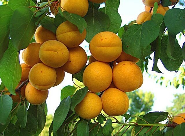 Tham khảo thêm thông tin nguồn gốc Mơ