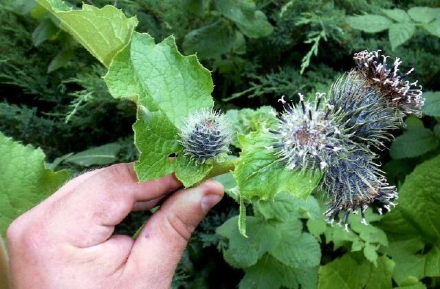 Cây Mộc hương, Quảng mộc hương - Saussurea lappa C. B. Clarke (Aucklandia lappa Decne.), thuộc họ Cúc - Asteraceae.