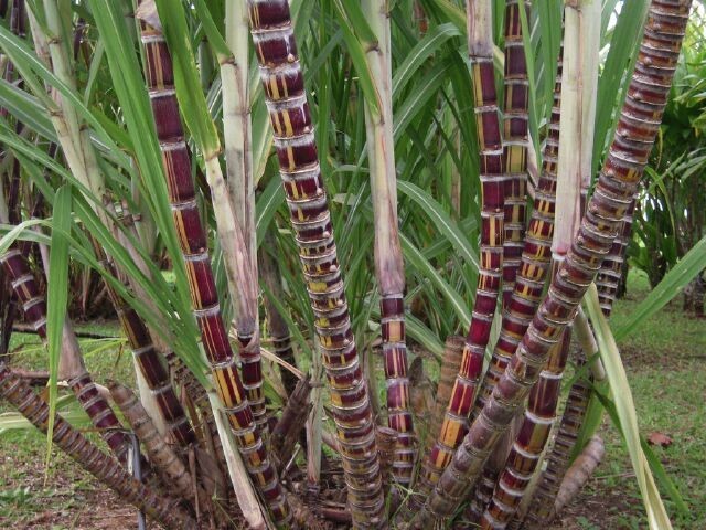 Cây Mía - Saccharum officinarum L., thuộc họ Lúa - Poaceae.