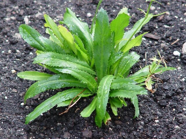 Cây Mùi tàu, Rau mùi tàu, Ngò tàu, Ngò gai - Eryngium foetidum L., thuộc họ Hoa tán - Apiaceae.