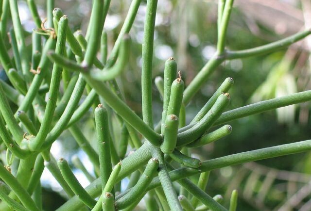 Cây Xương khô, San hô xanh, Cành giao - Euphorbia tirucalli L., thuộc họ Thầu dầu - Euphorbiceae.