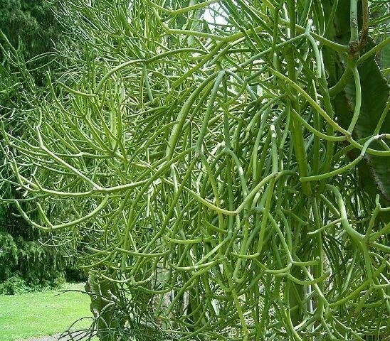 Thông tin tham khảo thêm về cây Xương khô