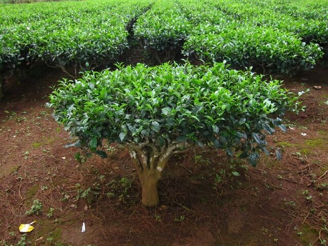 Cây Chè - Camellia sinensis (L.) O.Ktze (Thea sinensis L.), thuộc họ Chè - Theaceae.
