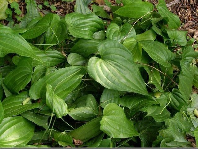 Cây Bách bộ, Củ ba mươi, Củ rận trâu, Dây dẹt ác - Stemona tuberosa Lour thuộc họ Bách bộ - Stemonaceae