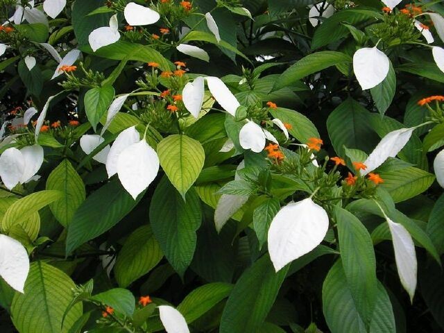 Cây Bướm bạc lá, Bướm vàng - Mussaenda frondosa L., thuộc họ Cà phê - Rubiaceae.