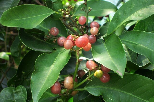 Cây Bưởi bung, Cơm rượu - Glycosmis Citrifolia (Willd) Lindl., thuộc họ Cam - Rutaceae.