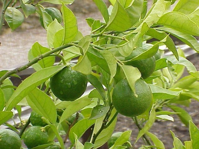 Cây Cam hay Cam chanh - Citrus sinensis (L.) Osheck (C. aurantium L. var. dulcis L.), thuộc họ Cam - Rutaceae.