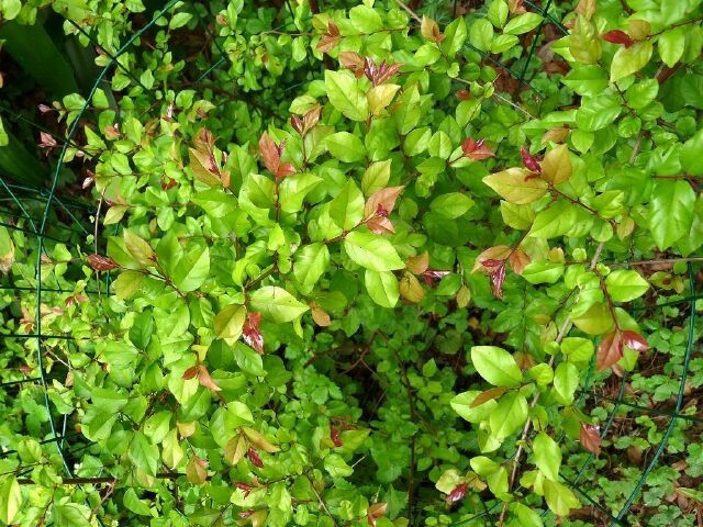Canh châu, Chanh châu, Quanh châu - Sageretia theezans (L.) Brongn,. thuộc họ Táo ta - Rhamnaceae.