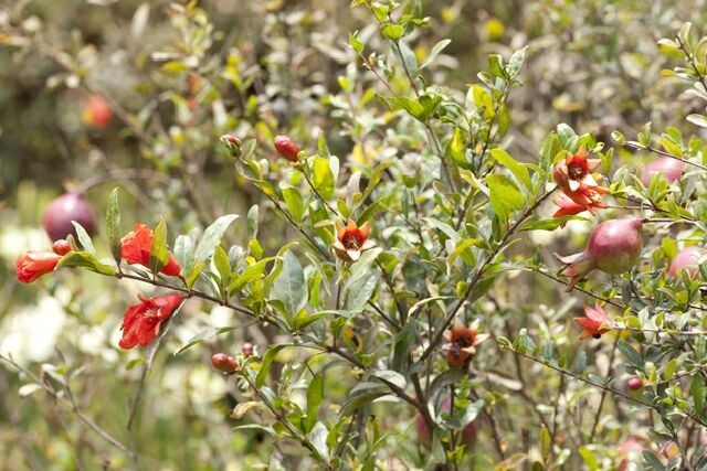 Cây Lựu, Thạch lựu - Punica granatum L., thuộc họ Lựu - Punicaceae.