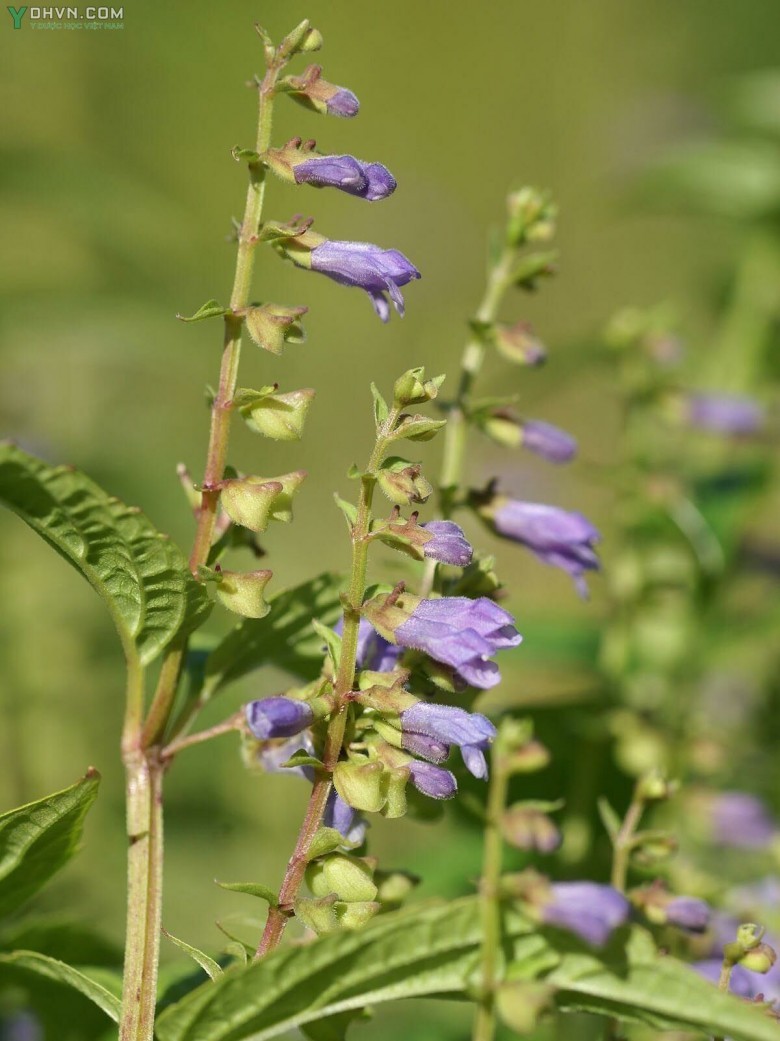 Cây Hoàng cầm râu, Bán chi liên - Scutellaria barbata D. Don (S. rivularis Wall.) thuộc họ Hoa môi - Lamiaceae.