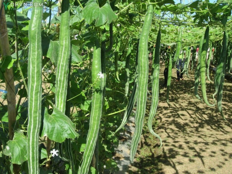 Cây Mướp hỗ, Mướp tây, Bí con rắn - Trichosanthes anguina L., thuộc họ Bầu bí - Cucurbitaceae.