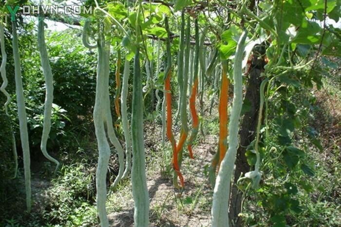 Tham khảo thêm hình ảnh Cây mướp hỗ