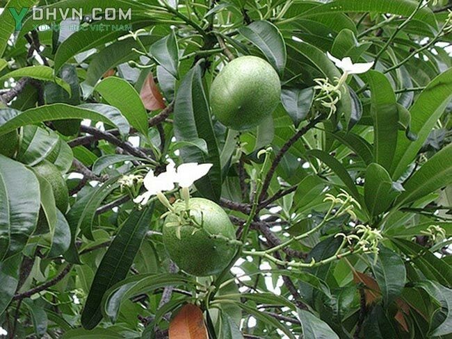 Cây Mướp sát - Cerbera manghas L. (C. odollam Gaertn.), thuộc họ Trúc đào - Apocynaceae.