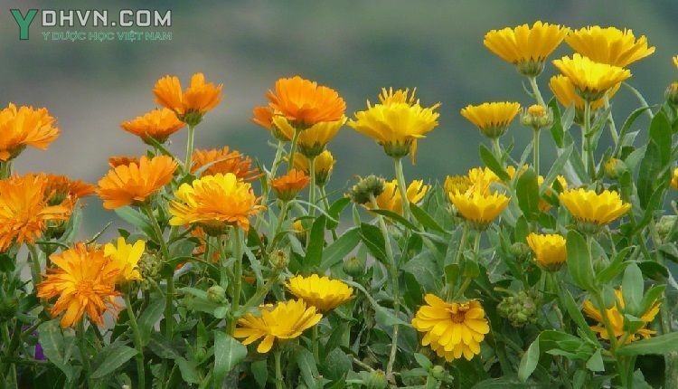 Cây Xu xi, Cúc kim tiền - Calendula officinalis L., thuộc họ Cúc - Asteraceae.